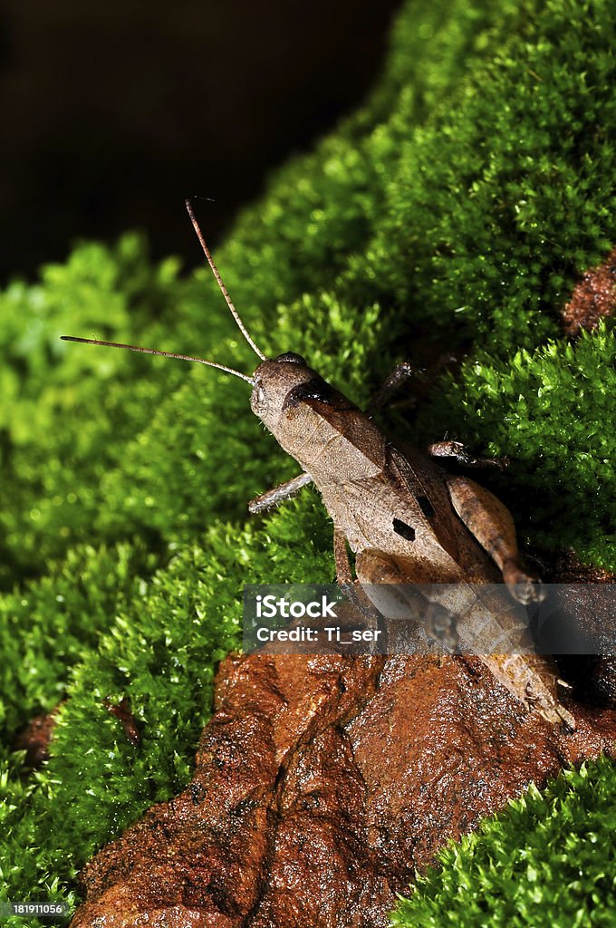 Brown Grasshopper - Zbiór zdjęć royalty-free (Bezkręgowce)