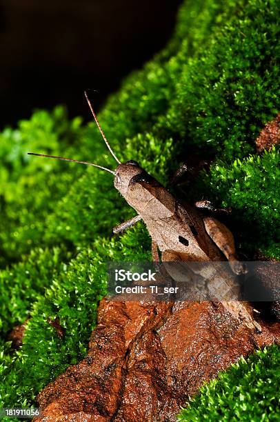 Brown Grasshopper - zdjęcia stockowe i więcej obrazów Bezkręgowce - Bezkręgowce, Czerwony, Dzikie zwierzęta