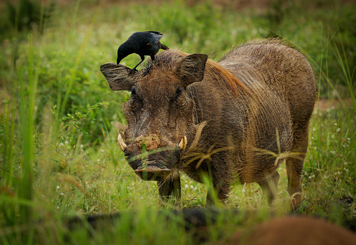 Common Warthog - Phacochoerus africanus  member of Suidae found in grassland, savanna and woodland, warthog pig in savannah in Africa. Red brown pig on the green grass in Uganda with black bird.
