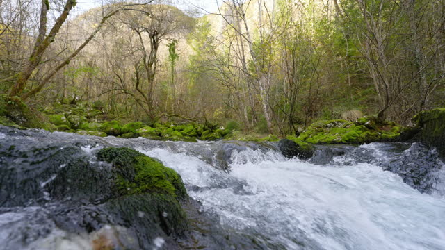 SLO MO Creek Flowing along Lush Plants and Moss Covered Stones in Forest