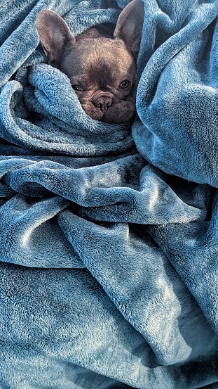 A pure bred Frenchie in a yeal blanket