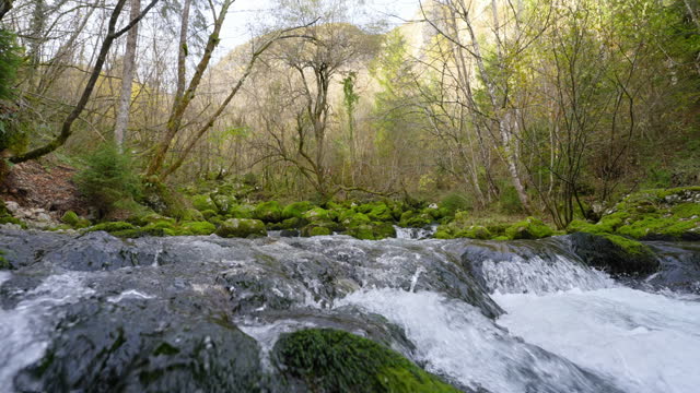 SLO MO Tilt Down Shot of Beautiful Mountain River Flowing Along Mossy Rocks in Forest