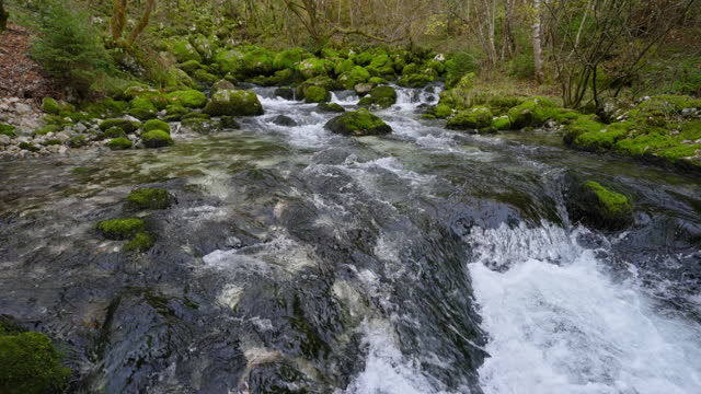 SLO MO Tilt Up Shot of Amazing Mountain River Flowing Along Mossy Rocks in Forest