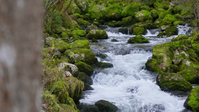 SLO MO Panning Shot of Green Mossy Rocks and Beautiful Mountain River Flowing in Forest