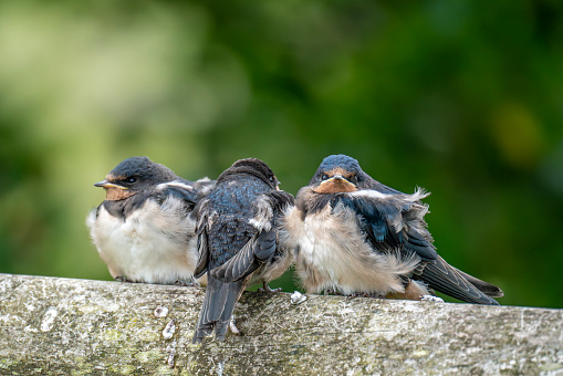 Fledgling Swallow chicks being fed by their parents