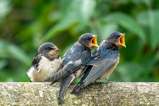 Fledgling Swallow chicks being fed by their parents