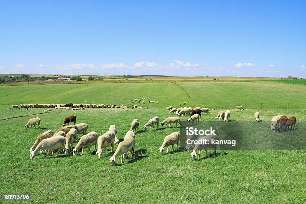 Herd Of Sheeps Stock Photo - Download Image Now - Agricultural Field, Agriculture, Animal