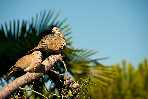 Two_doves - Photo