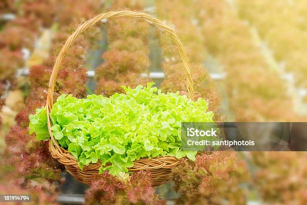 Hydroponic 野菜 - オーガニックのストックフォトや画像を多数ご用意 - オーガニック, カラフル, グリーンハウス