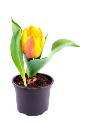 Blossoming plant of tulip in flowerpot isolated on white background