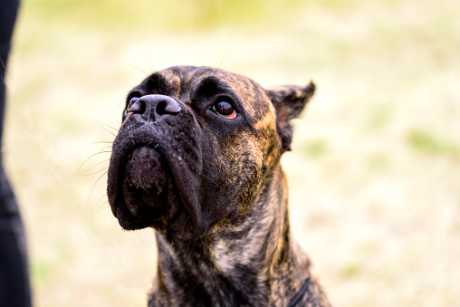 The Dogo Canario is a Spanish breed of large dog of mastiff. Portrait.