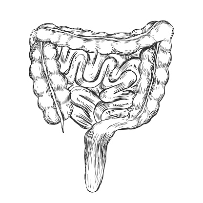 Sketch style human intestinal tract. Hand drawn small and large intestinal tract. Engraving style. Anatomical illustration. Human internal organ. Isolated black and white vector human stomach bowel