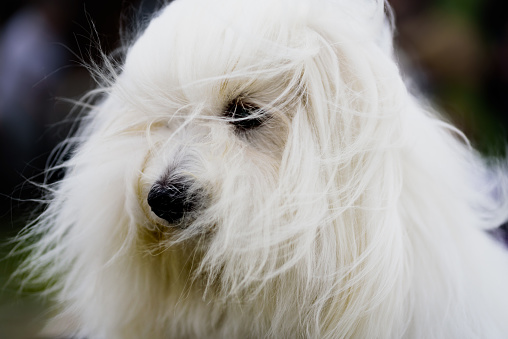Companion dog . Portrait of long-haired Maltese in windy in windy weather. Companion dog.