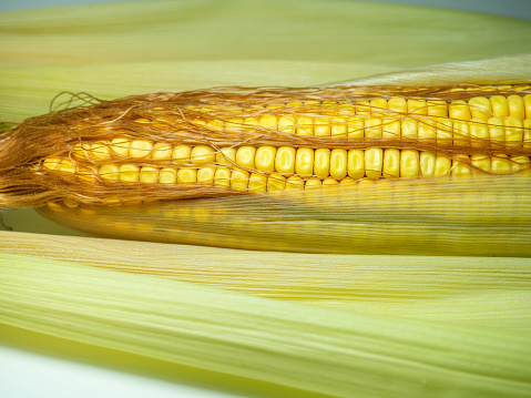 Cereal concept. Semi-husked ripe corn. Corn with leaves. Maize with hairs. Bright yellow grains. Close-up of a cob