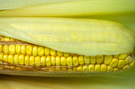 Cereal concept. Semi-husked ripe corn. Corn with leaves. Maize with hairs. Bright yellow grains. Close-up of a cob