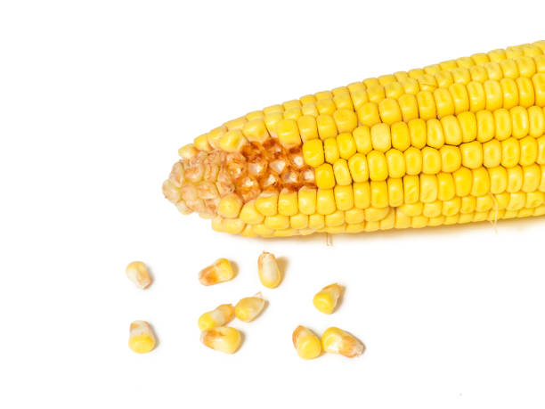 istock peeled corn on a white background. Cereals concept. Grains pulled from the cob. Bright yellow grains. 1819180787