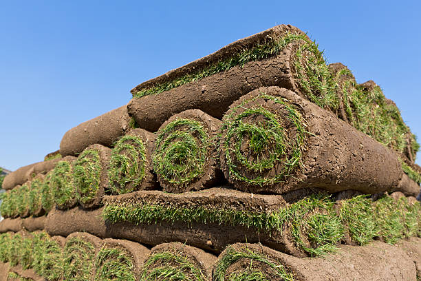 sod rolls stacked sod rolls for new lawn rolling field stock pictures, royalty-free photos & images