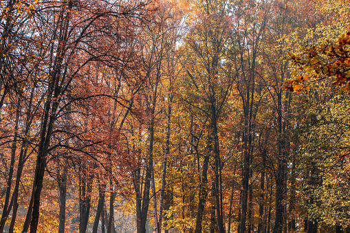 Autumn forest. Gold autumn concept. Magical autumn. Seasons. High quality photo