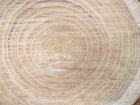 Overhead view of stump showing tree rings with grass background .