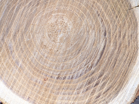 Fresh cut of a tree. Annual rings on wood. A round piece of wood. Wood interior texture background