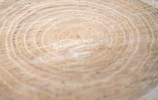 Fresh cut of a tree. Annual rings on wood. A round piece of wood. Wood interior texture background