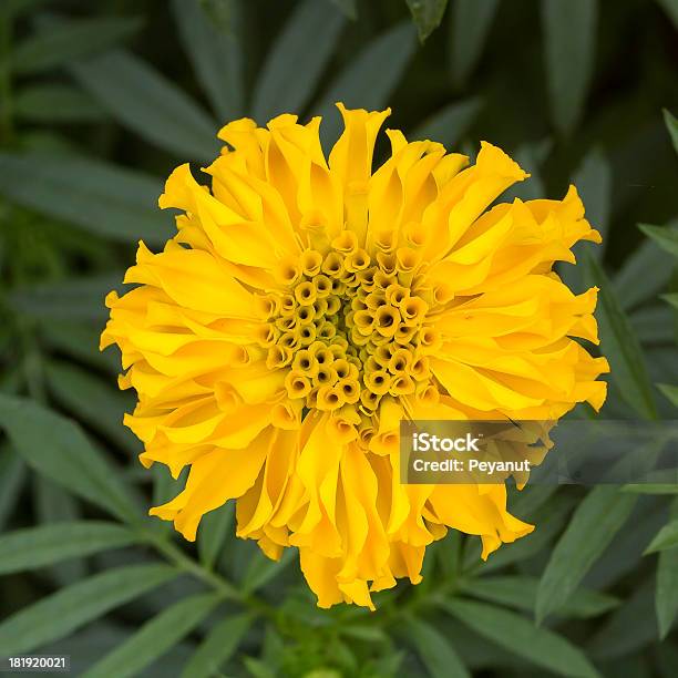 Marigold Amarilla Flor Con Hojas De Fondo Foto de stock y más banco de imágenes de Acontecimiento anual - Acontecimiento anual, Aire libre, Amarillo - Color