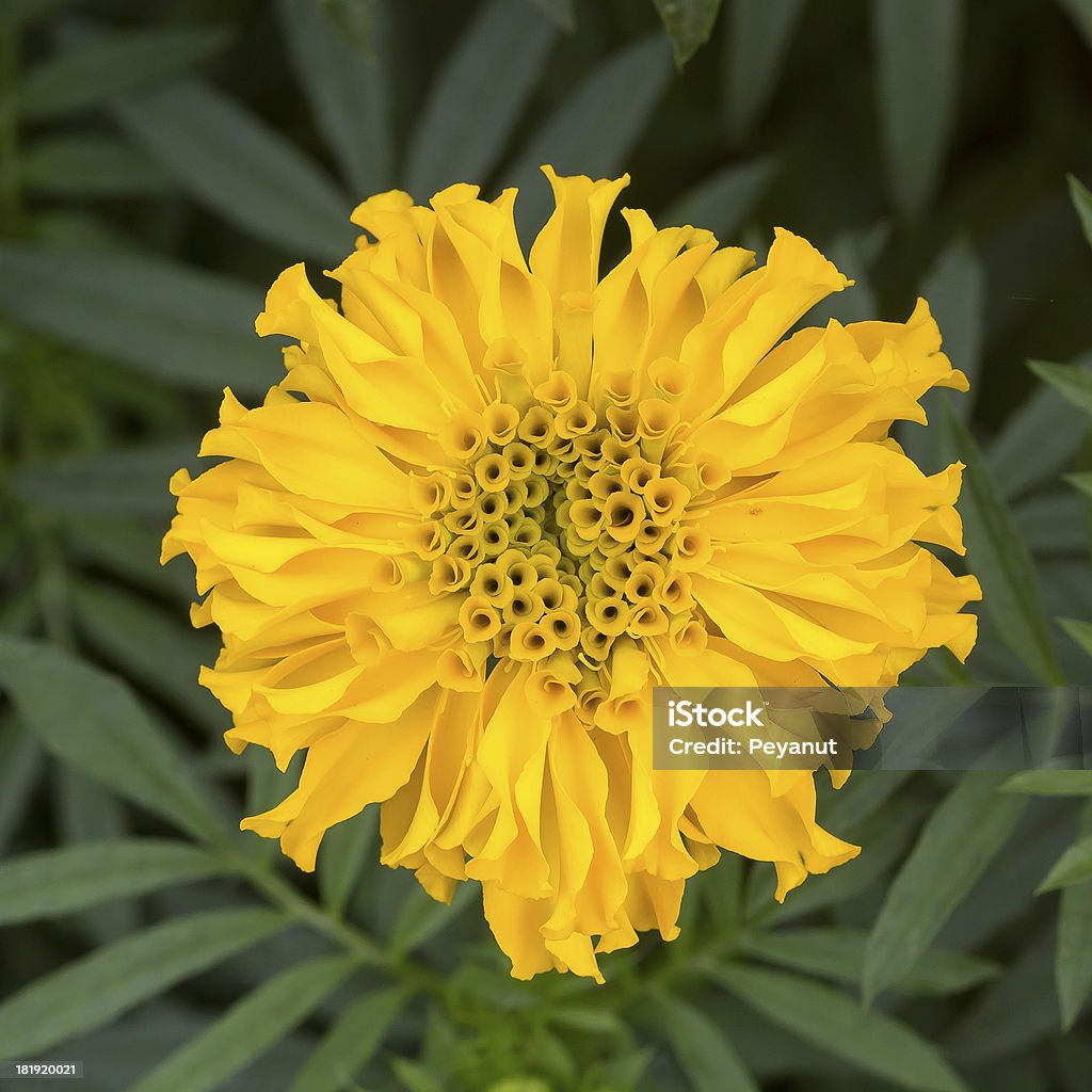 Cravo-de-defunto, flor amarela com Fundo de folha - Foto de stock de Amarelo royalty-free