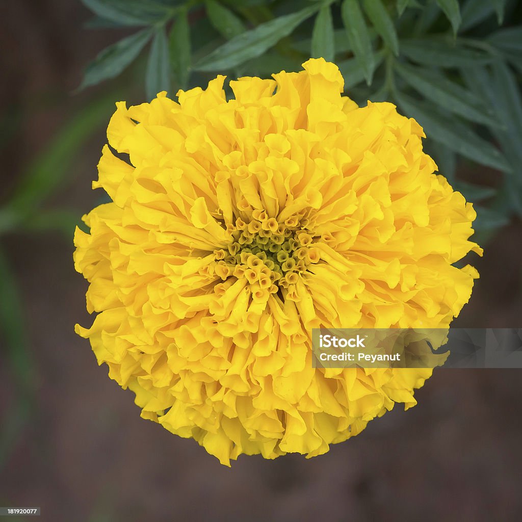 Cravo-de-defunto, amarelo Flor com Fundo de folha - Royalty-free Amarelo Foto de stock