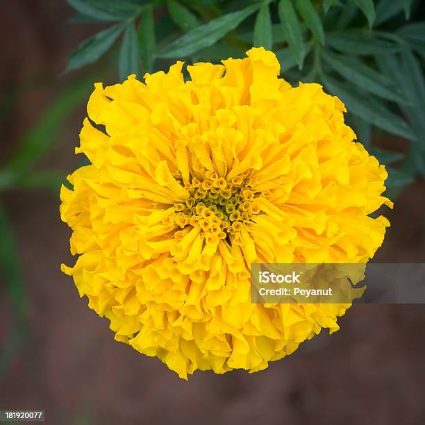Cravodedefunto Amarelo Flor Com Fundo De Folha - Fotografias de stock e mais imagens de Amarelo - Amarelo, Anual - Caraterística da planta, Arbusto