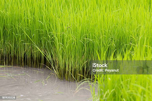 Arroz Paddy Em Campo - Fotografias de stock e mais imagens de Agricultura - Agricultura, Alimentação Saudável, Arroz - Alimento Básico