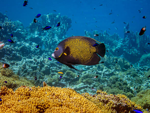istock French angelfish,Pomacanthus paru 1819215409