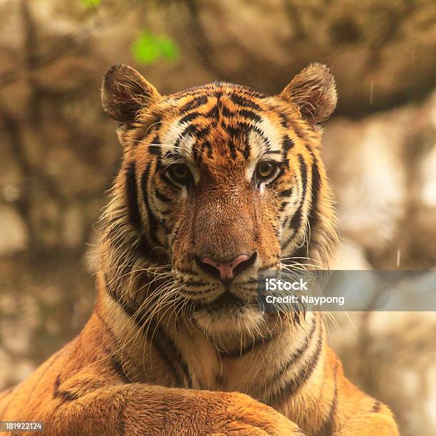 Tiger 갈색에 대한 스톡 사진 및 기타 이미지 - 갈색, 고양잇과, 대형