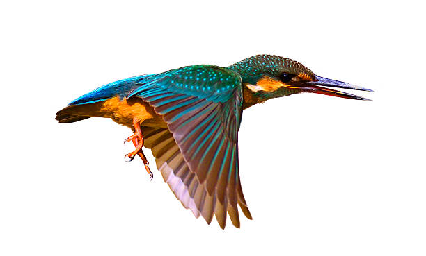 frequentes guarda-rios (alcedo atthis) - flying animal bird multi colored imagens e fotografias de stock