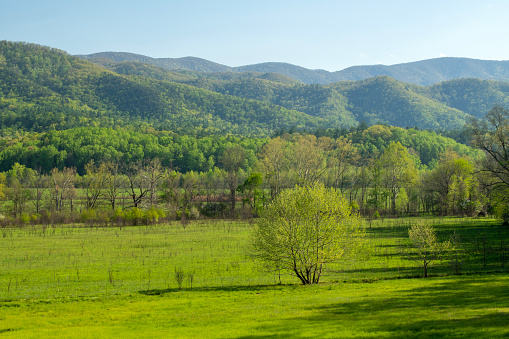 Springtime scenery at Cades Cove, Great Smoky Mountains National Park, USA