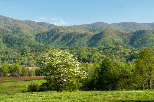 Beautiful azaleas blooming in mountains. Green hills,meadows and sky in the background. Summer mountain landscape. Near Asheville ,Blue Ridge Mountains, North Carolina, USA.
