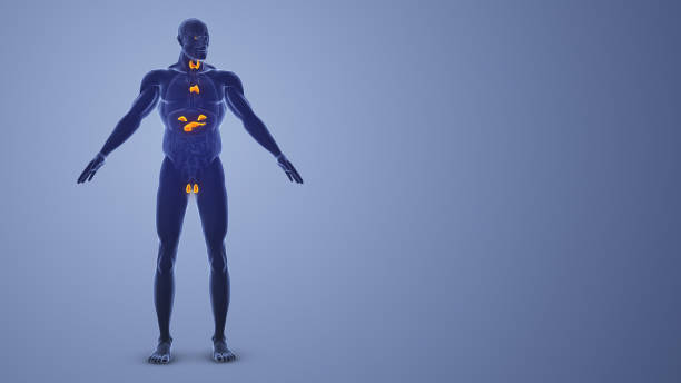 istock Male Endocrine System medical concept 1819236786