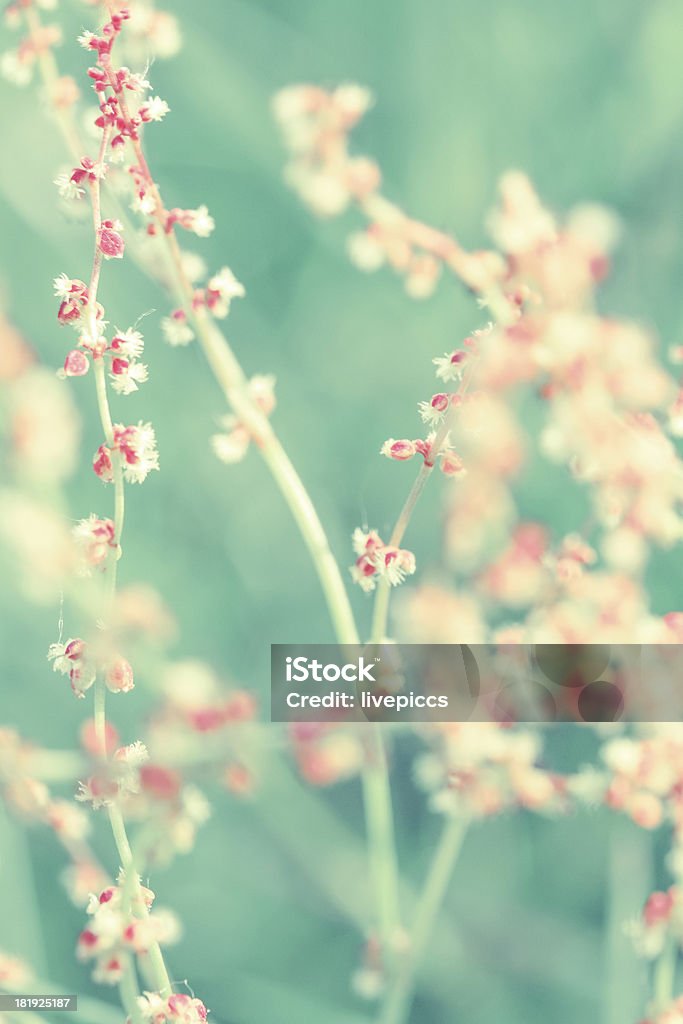 Fiore di power - Foto stock royalty-free di A bioccoli