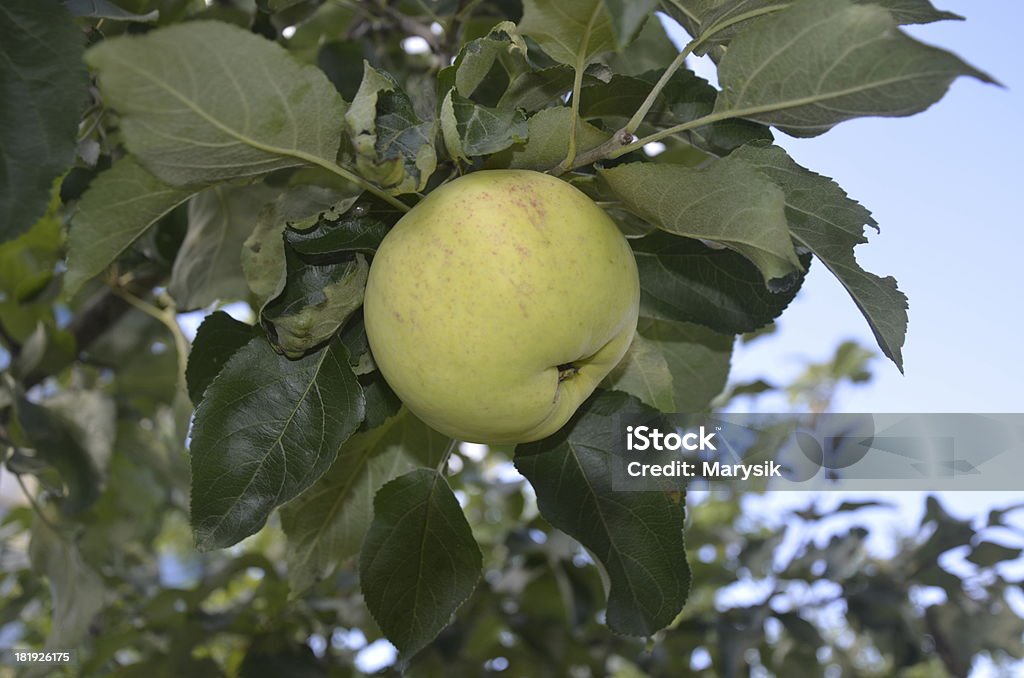 Apple em uma filial - Foto de stock de Colheita royalty-free