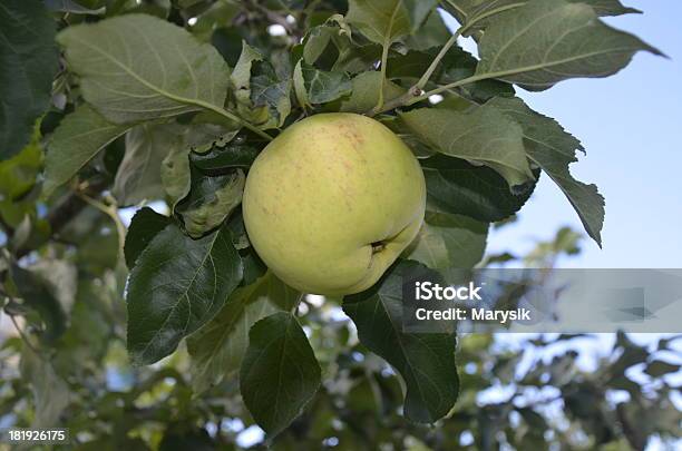 Foto de Apple Em Uma Filial e mais fotos de stock de Colheita - Colheita, Comida, Folha