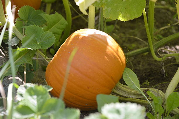 istock Pumpkin in the garden 181926537