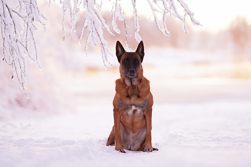 Adorable senior Belgian Shepherd dog Malinois with a red collar posing outdoors sitting on a snow on sunset in winter