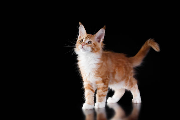 istock Maine Coon Kitten on a gray background. cat portrait in studio 1819268432
