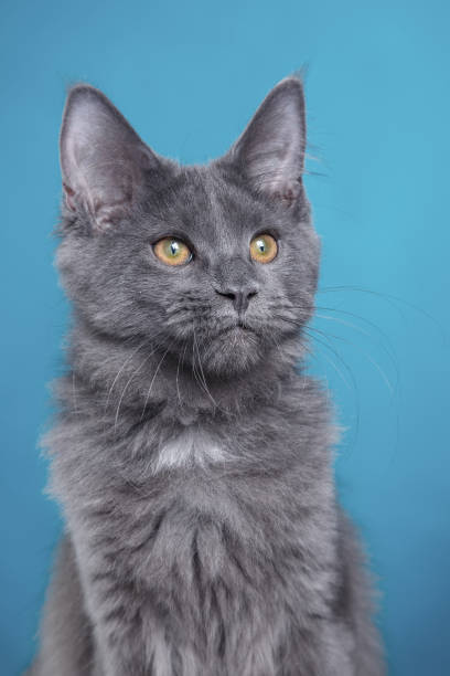 istock Maine Coon Kitten on a blue background. cat portrait in studio 1819268790