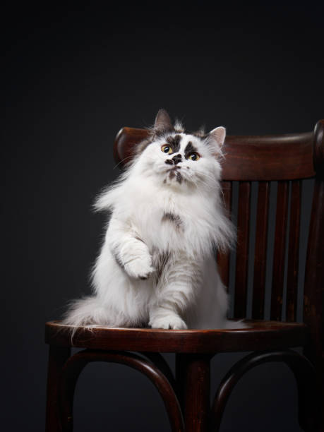 funny black and white munchkin cat. Pet on a black background