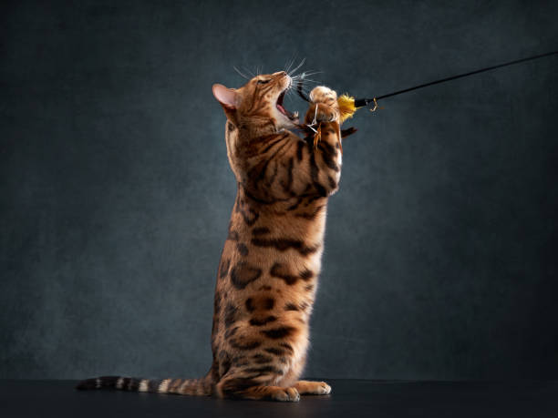 istock bengal cat on a black background. funny pet playing 1819268954