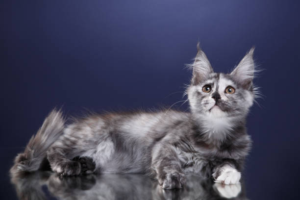 istock Maine Coon Kitten on a blue background. cat portrait in studio 1819268959