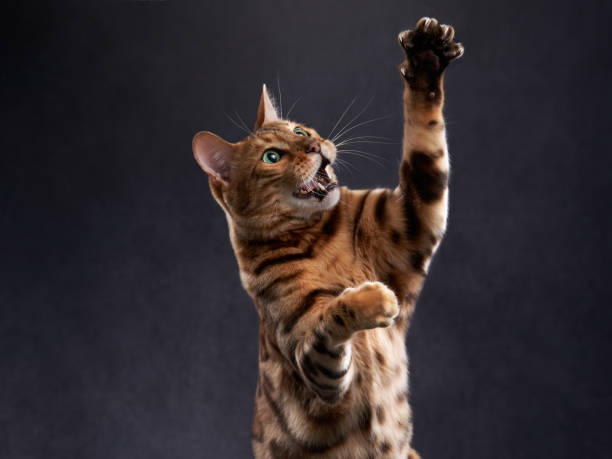 istock bengal cat on a black background. funny pet playing 1819268969