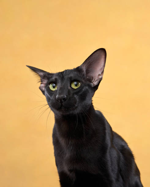 istock oriental cat on a yellow background. graceful pet 1819268978