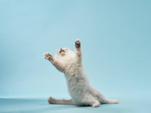 istock Playful kitten on a blue background. Pedigree siberian cat 1819268995