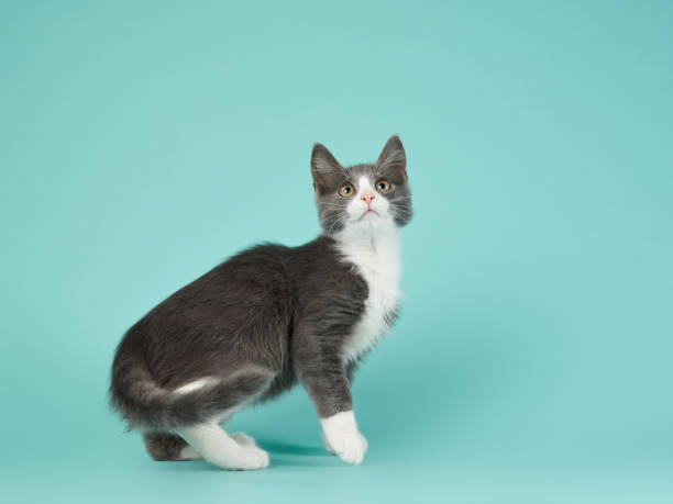 istock gray and white kitten on a blue background. cat in the studio 1819268999